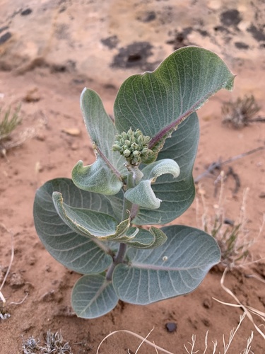Asclepias latifolia (broadleaf milkweed) (alternate view 2)