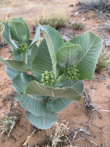 Asclepias latifolia (broadleaf milkweed) (alternate view 3)