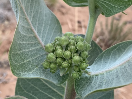 Asclepias latifolia (broadleaf milkweed) (alternate view 4)