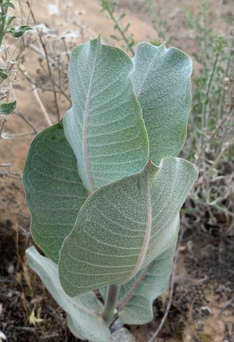 Asclepias latifolia (broadleaf milkweed) (alternate view 5)