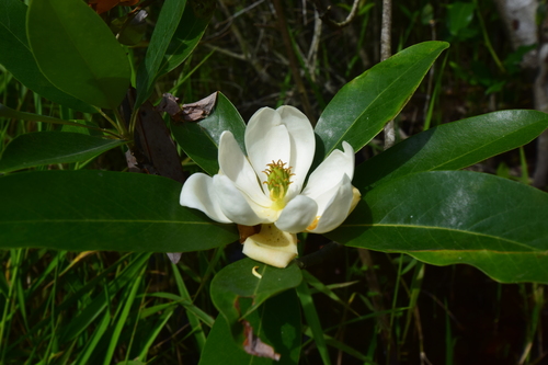 Magnolia virginiana (Sweetbay Magnolia)