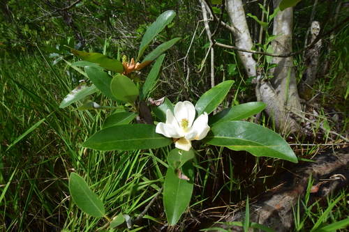 Magnolia virginiana (Sweetbay Magnolia)