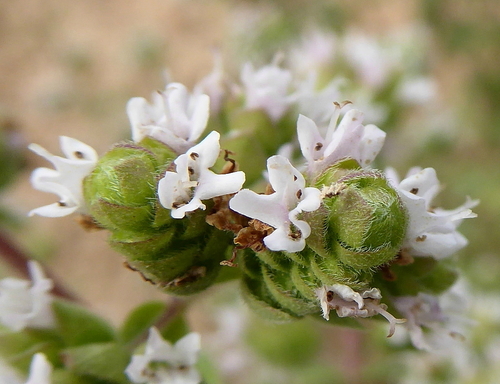 Origanum majorana (Sweet Marjoram) (alternate view 2)