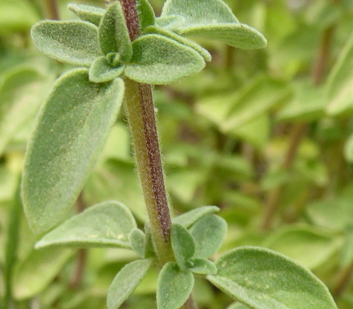 Origanum majorana (Sweet Marjoram) (alternate view 3)