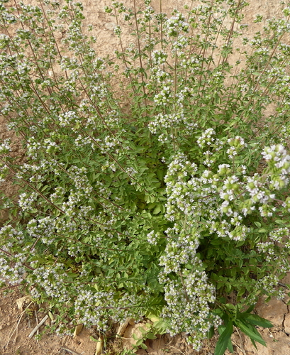 Origanum majorana (Sweet Marjoram) (alternate view 4)