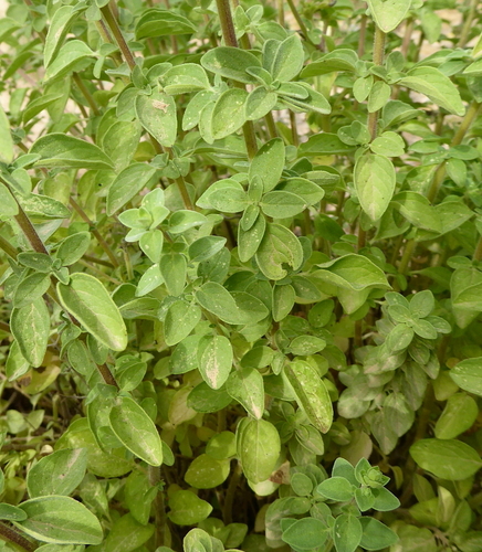 Origanum majorana (Sweet Marjoram) (alternate view 5)
