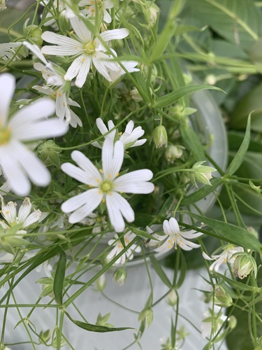 Rabelera holostea (greater stitchwort)
