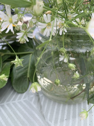 Rabelera holostea (greater stitchwort)