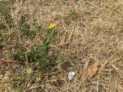 Potentilla reptans (Creeping cinquefoil)