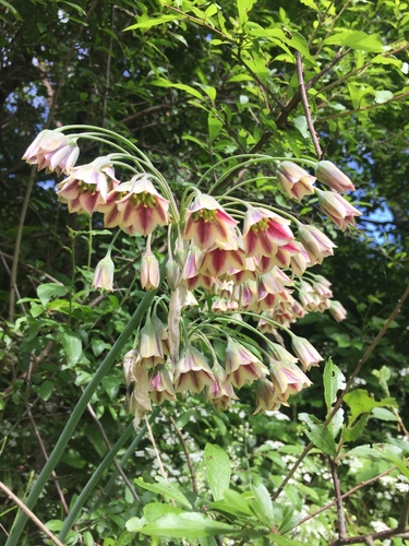 Allium siculum (alternate view 6)