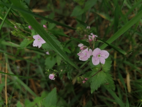 Veronica chamaedrys (Germander Speedwell)