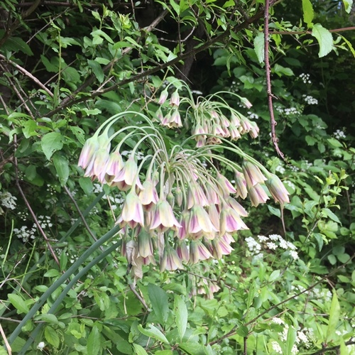 Allium siculum (alternate view 7)