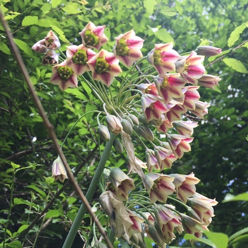 Allium siculum (alternate view 8)