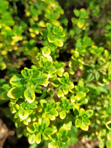Thymus × citriodorus (Lemon Thyme) (alternate view 8)