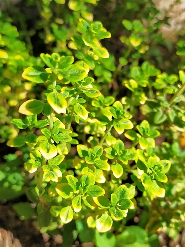 Thymus × citriodorus (Lemon Thyme) (alternate view 9)