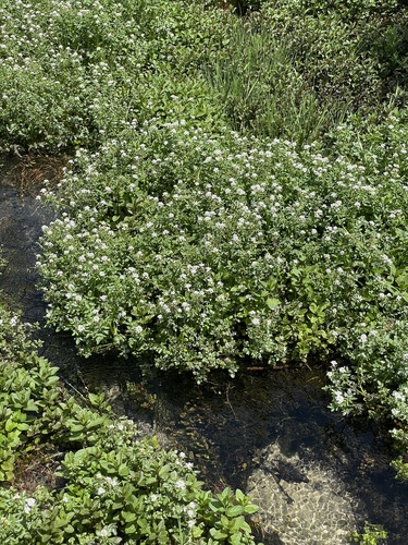 Nasturtium officinale (Watercress) (alternate view 5)