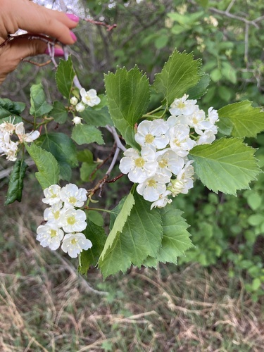 Crataegus douglasii (Black Hawthorn)