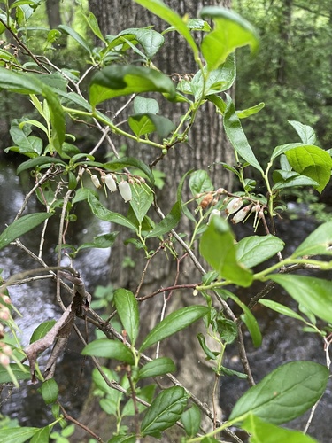 Eubotrys racemosus (fetterbush) (alternate view 3)