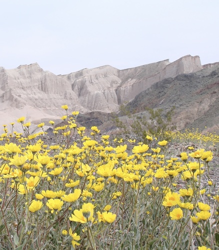 Geraea canescens (Desert Sunflower) (alternate view 6)