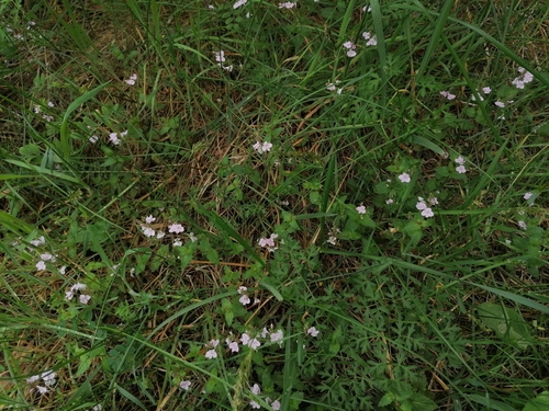 Veronica chamaedrys (Germander Speedwell)