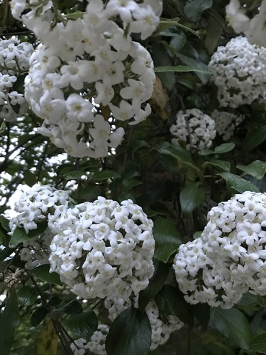 Viburnum × burkwoodii (Burkwood viburnum) (alternate view 4)