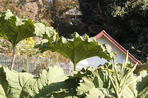 Gunnera manicata (gunnera) (alternate view 5)