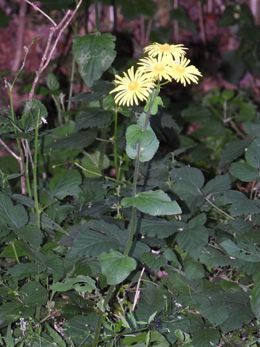 Doronicum pardalianches (Leopard's-bane)