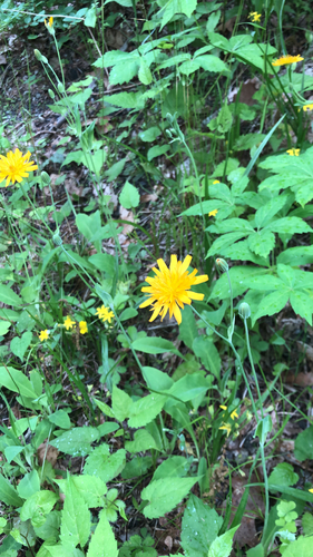 Krigia biflora (Two-flower Dwarf-dandelion) (alternate view 2)