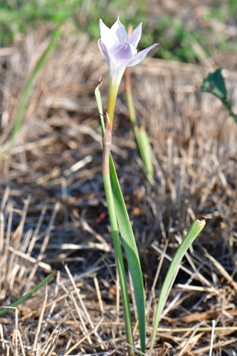 Zephyranthes drummondii (Drummond's rain lily)