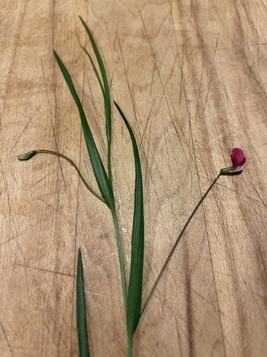 Lathyrus nissolia (Grass Vetchling)