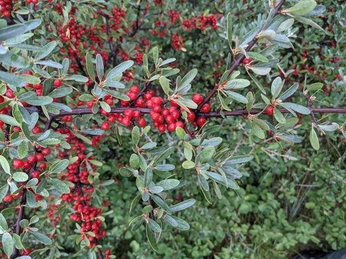 Shepherdia argentea (Silver Buffaloberry)