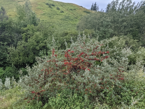 Shepherdia argentea (Silver Buffaloberry) (alternate view 2)