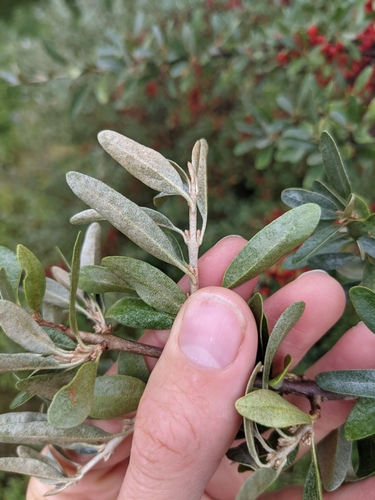 Shepherdia argentea (Silver Buffaloberry) (alternate view 3)