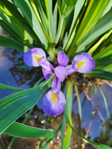 Iris virginica (Virginia Iris)