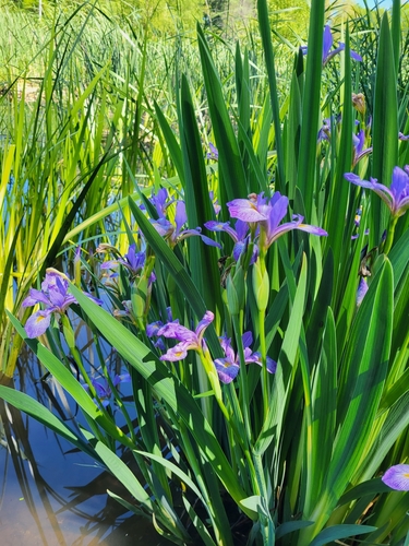 Iris virginica (Virginia Iris)