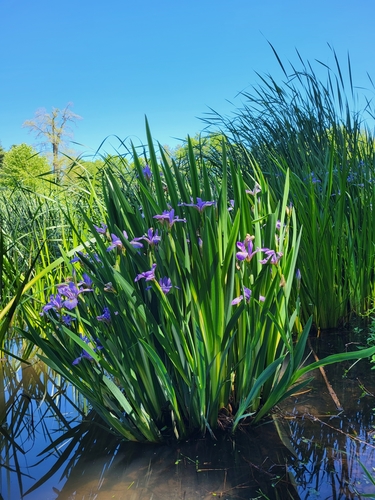 Iris virginica (Virginia Iris)