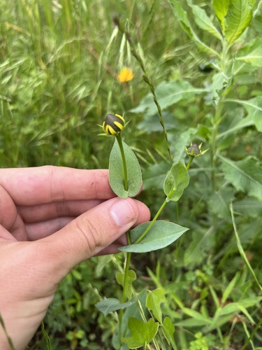 Rudbeckia amplexicaulis (clasping coneflower) (alternate view 3)
