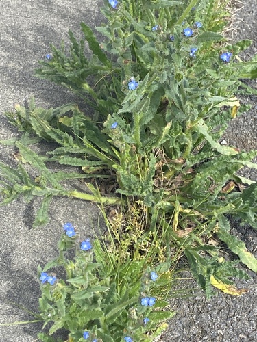 Anchusa arvensis (small bugloss)