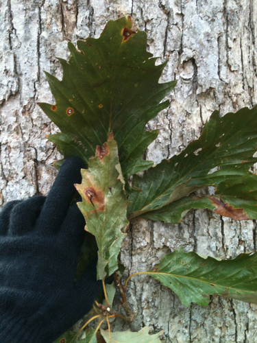 Quercus michauxii (swamp chestnut oak) (alternate view 6)