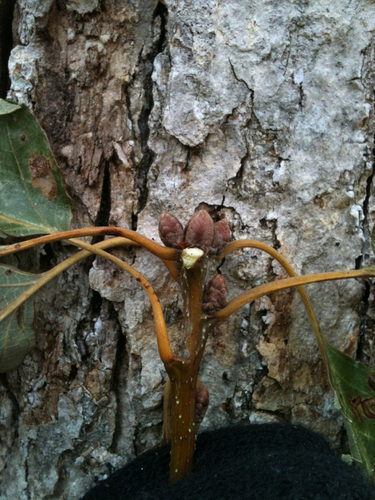 Quercus michauxii (swamp chestnut oak) (alternate view 7)