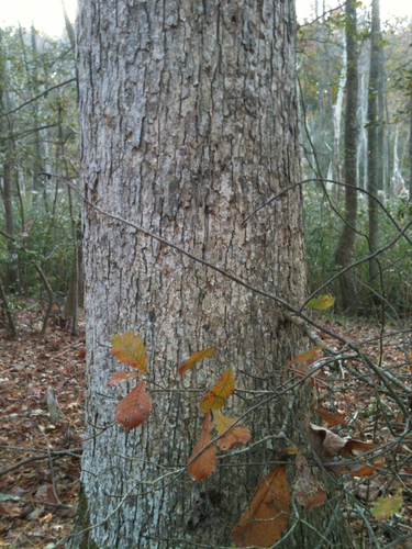 Quercus michauxii (swamp chestnut oak) (alternate view 8)