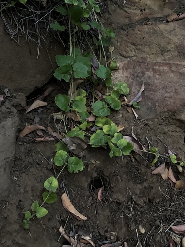 Clinopodium douglasii (Yerba Buena) (alternate view 4)