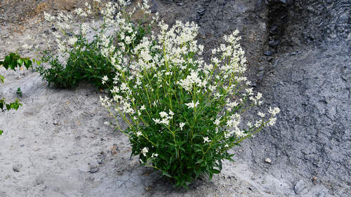 Koenigia alpina (alternate view 6)