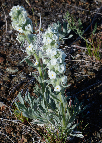Oreocarya (Perennial Cryptanthas) (alternate view 5)