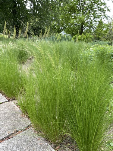 Nassella tenuissima (Mexican feather/hair grass) (alternate view 6)
