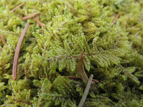 Callicladium imponens (brocade moss) (alternate view 2)