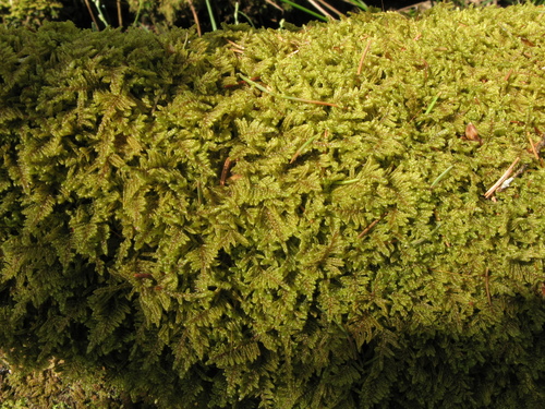 Callicladium imponens (brocade moss) (alternate view 3)