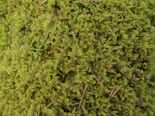 Callicladium imponens (brocade moss) (alternate view 4)