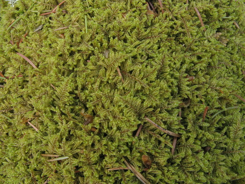 Callicladium imponens (brocade moss) (alternate view 5)