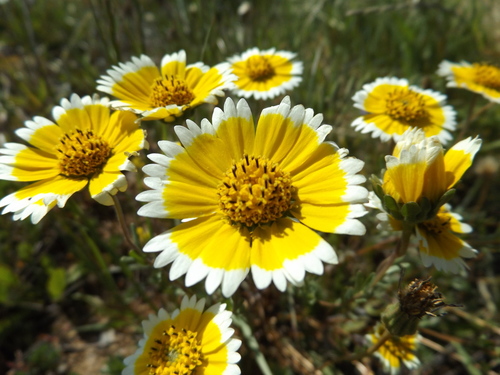 Layia platyglossa (tidy tips) (alternate view 7)